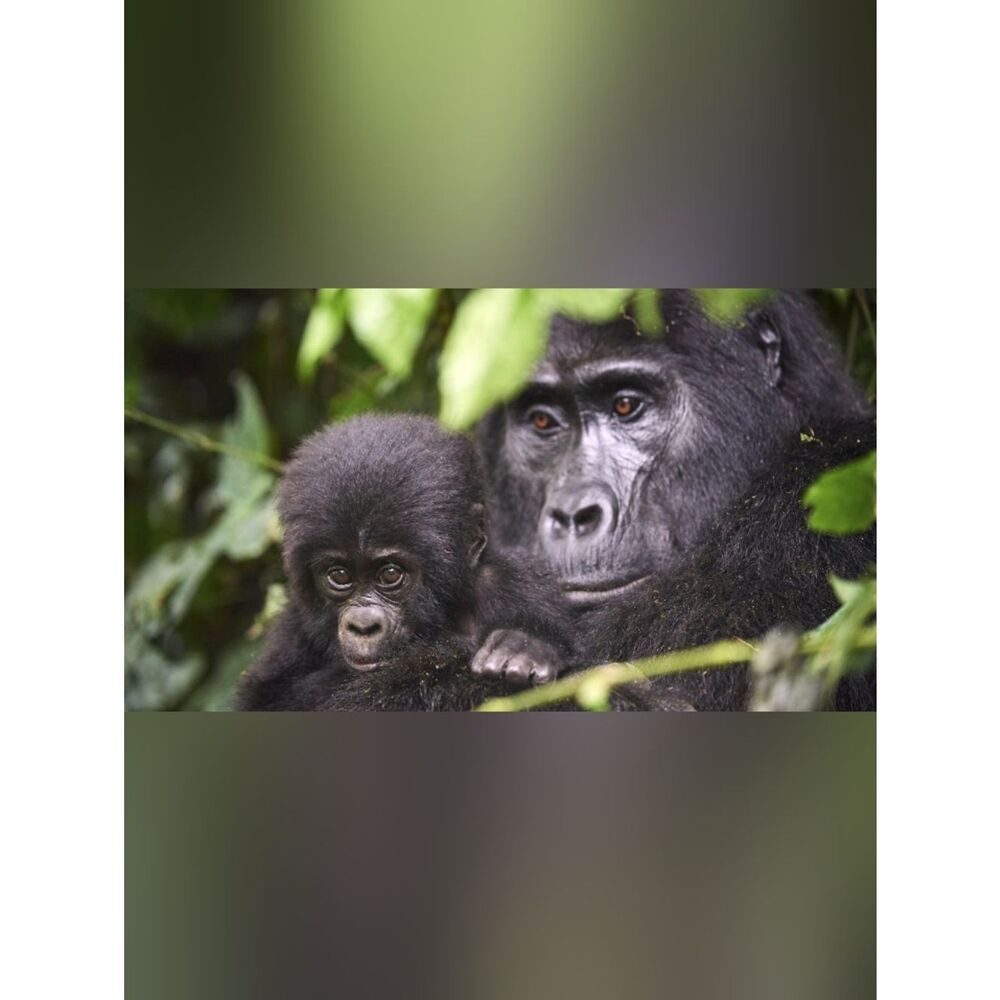 Custom Fridge Magnet Gorilla Mother and Baby Home Kitchen Decor